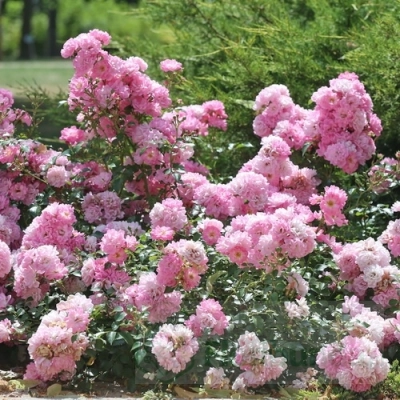 Róża Okrywowa Rosa "Różowa"